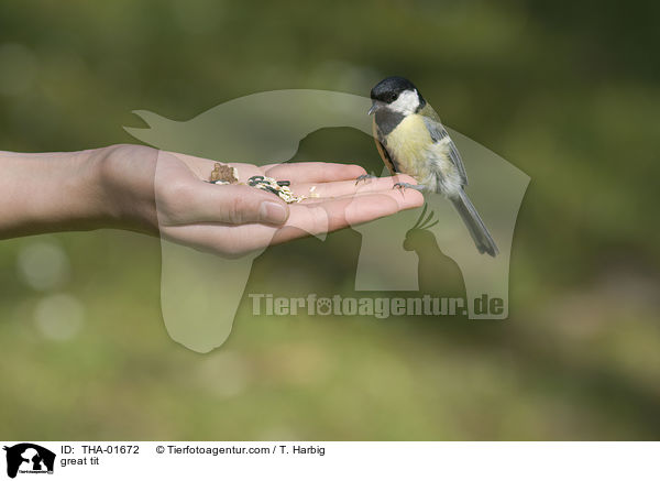 Kohlmeise / great tit / THA-01672