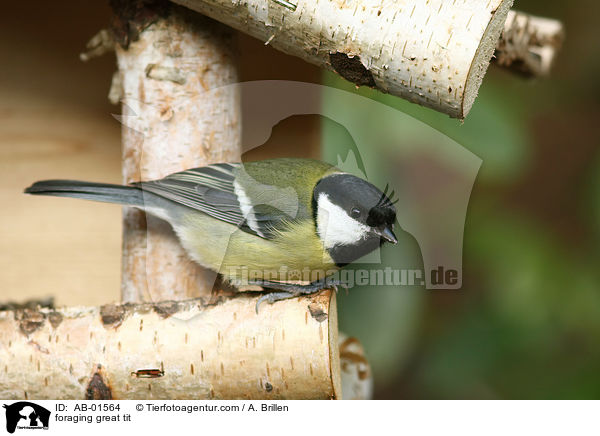 Kohlmeise am Futterhaus / foraging great tit / AB-01564