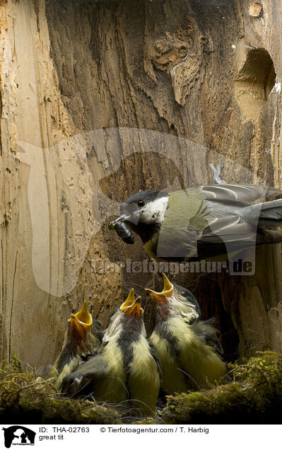 great tit / THA-02763