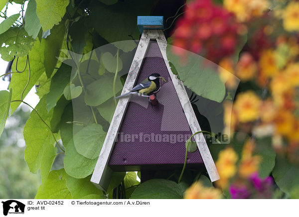 Kohlmeise / great tit / AVD-02452