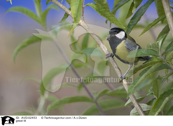 great tit / AVD-02453