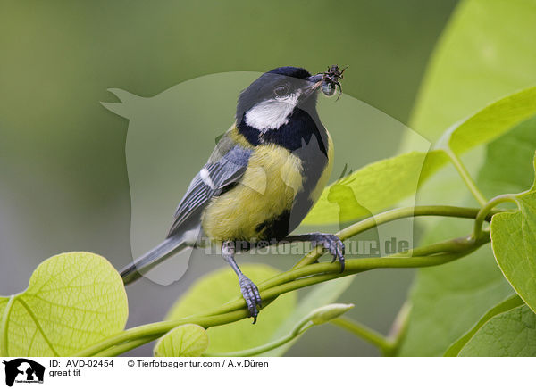 great tit / AVD-02454