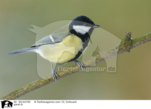 great tit / DV-02165