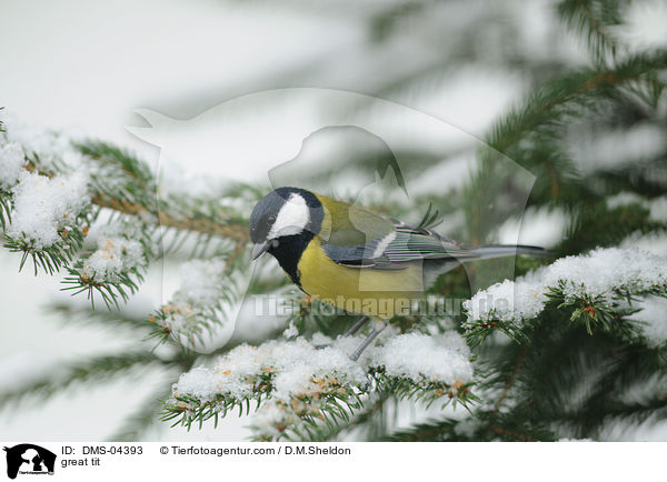 great tit / DMS-04393