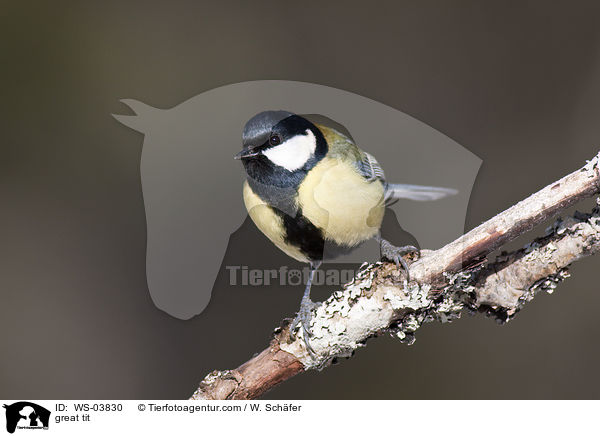 great tit / WS-03830