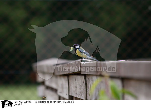 great tit / KMI-02487