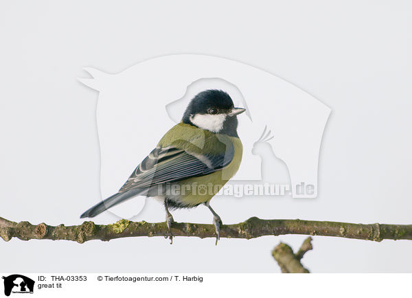 great tit / THA-03353