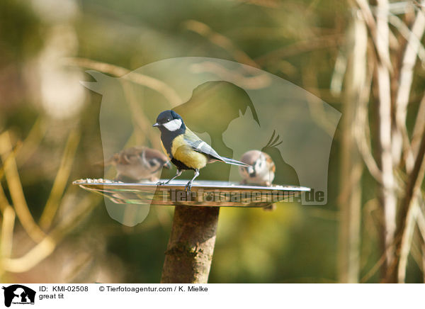 great tit / KMI-02508