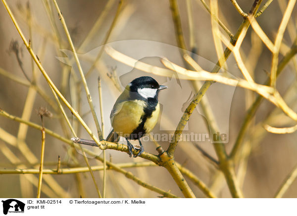 great tit / KMI-02514