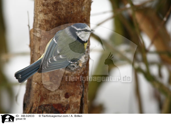 great tit / AB-02633
