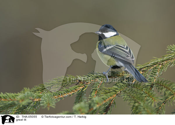 great tit / THA-05055