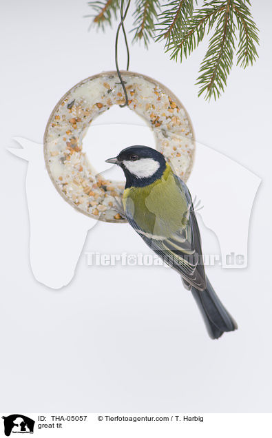 great tit / THA-05057
