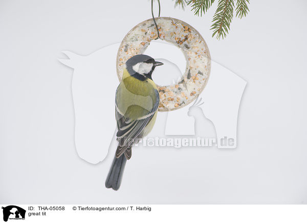 great tit / THA-05058