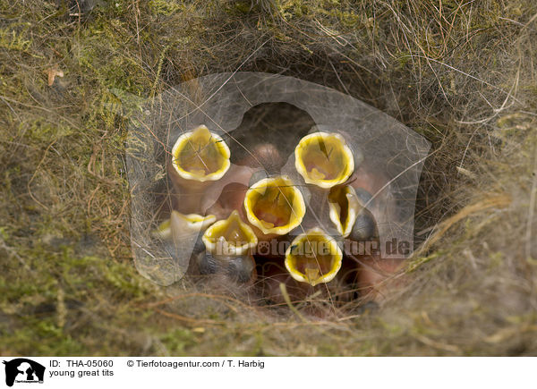 Kohlmeisenjunge / young great tits / THA-05060