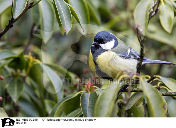 great tit / MBS-09255