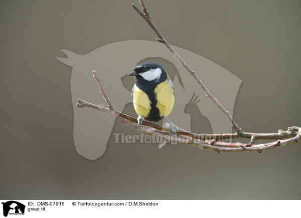 great tit / DMS-07915