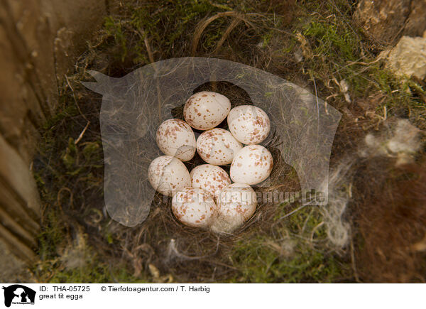 great tit egga / THA-05725