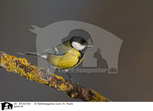 great tit / AT-02100