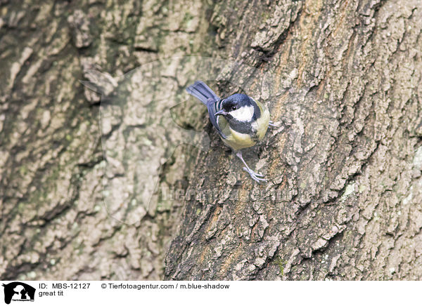 great tit / MBS-12127