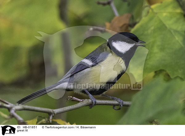 great tit / HB-01851