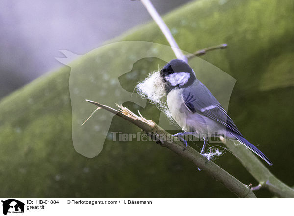 great tit / HB-01884