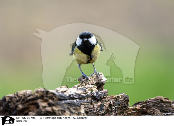 Kohlmeise / Great tit / WS-08798