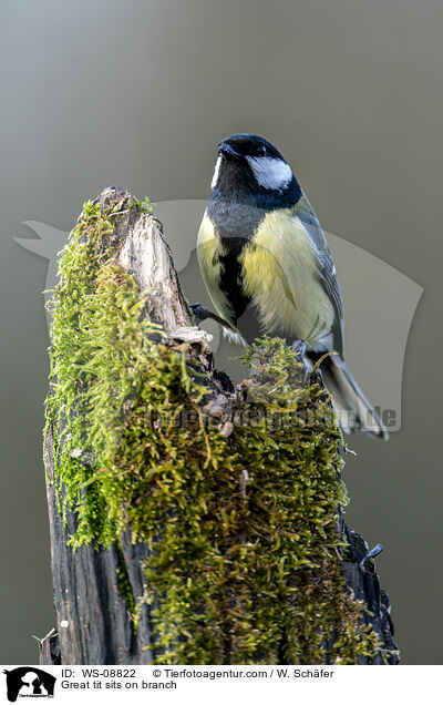 Great tit sits on branch / WS-08822