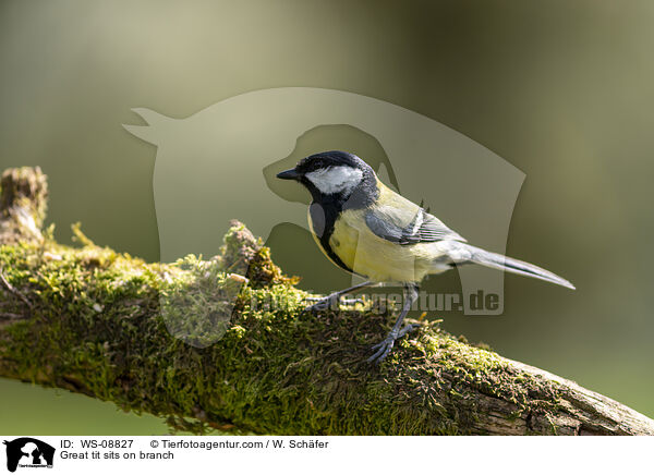 Kohlmeise sitz auf Ast / Great tit sits on branch / WS-08827