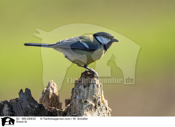 Kohlmeise / Great tit / WS-08830