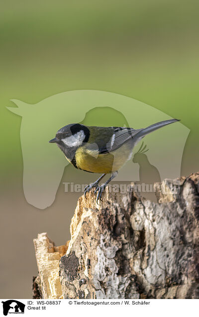 Kohlmeise / Great tit / WS-08837