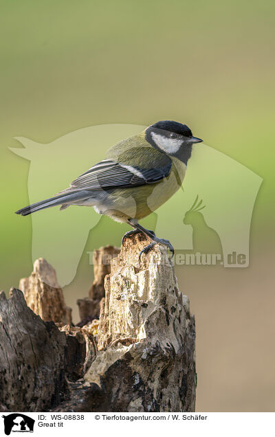 Great tit / WS-08838