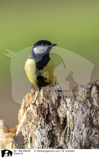 Kohlmeise / Great tit / WS-08839