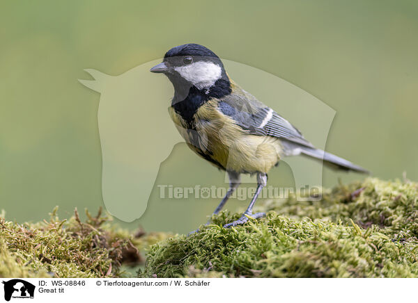 Kohlmeise / Great tit / WS-08846