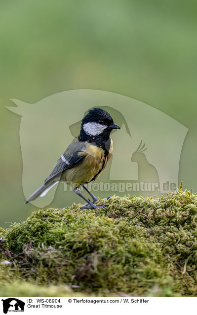 Great Titmouse / WS-08904