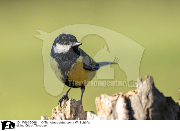 sitting Great Titmouse / WS-09068