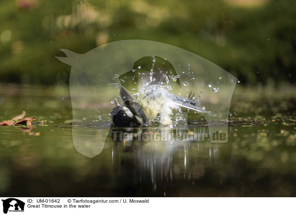 Great Titmouse in the water / UM-01642