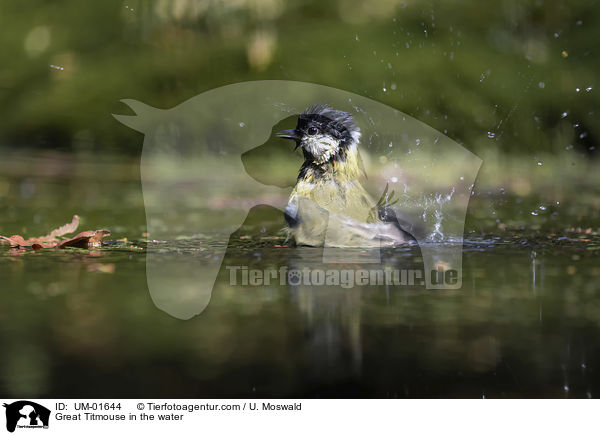 Great Titmouse in the water / UM-01644