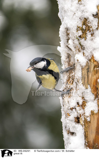 Kohlmeise / great tit / WS-09291