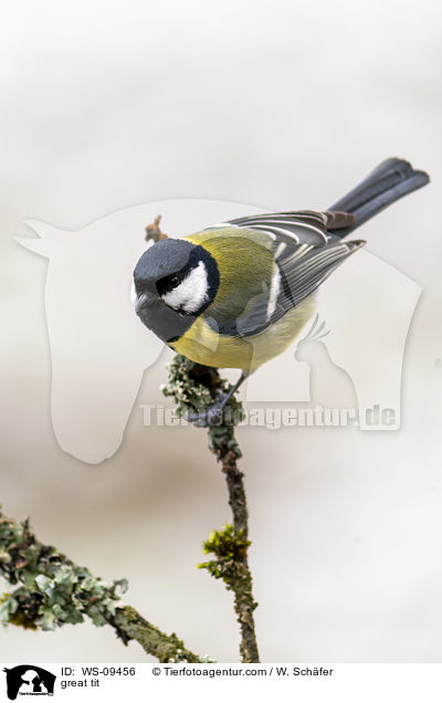 Kohlmeise / great tit / WS-09456