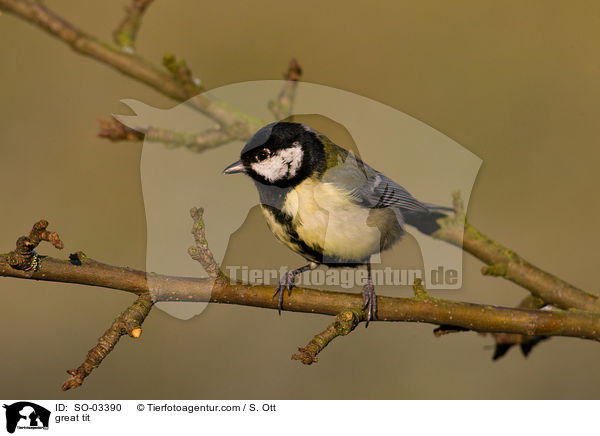 Kohlmeise / great tit / SO-03390