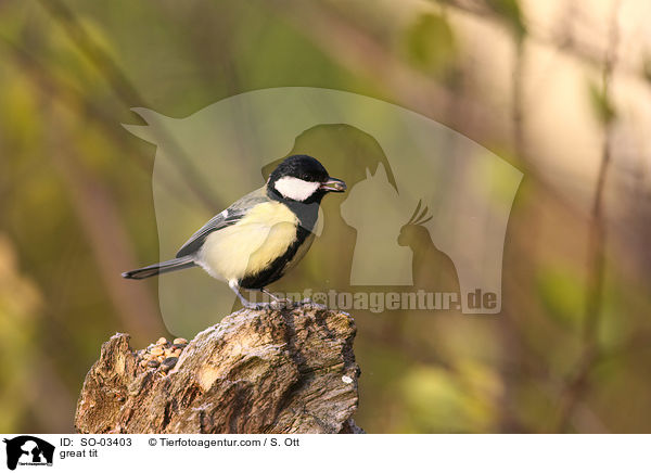 great tit / SO-03403