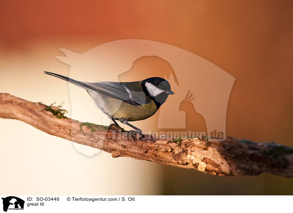 great tit / SO-03446