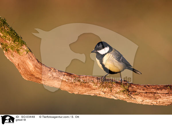 great tit / SO-03448