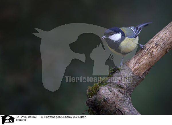 great tit / AVD-06853