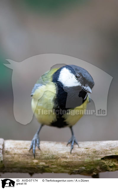 great tit / AVD-07174