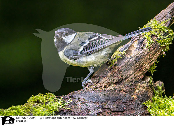 great tit / WS-10004