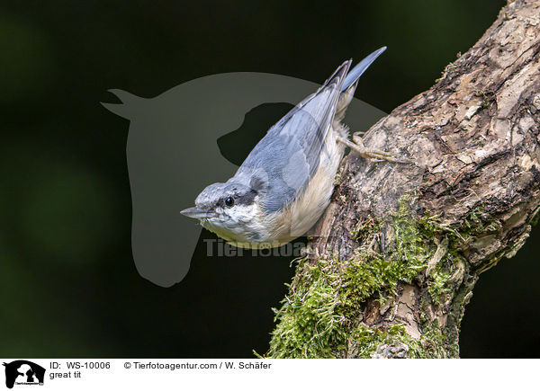 Kohlmeise / great tit / WS-10006