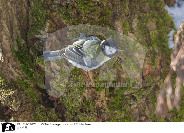great tit / FH-02021