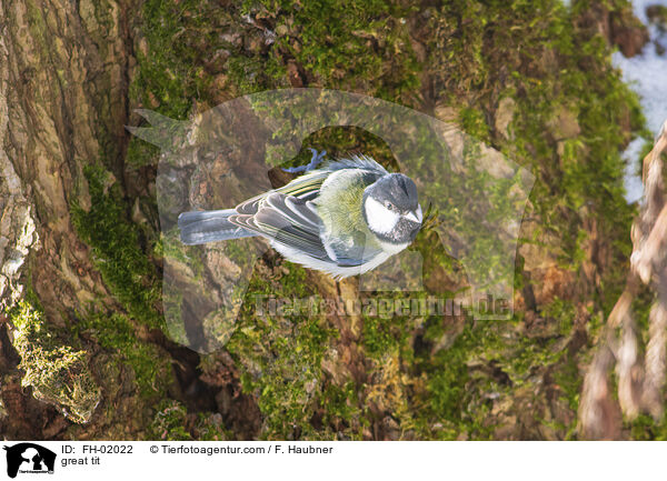 Kohlmeise / great tit / FH-02022