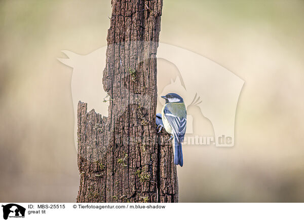 Kohlmeise / great tit / MBS-25515